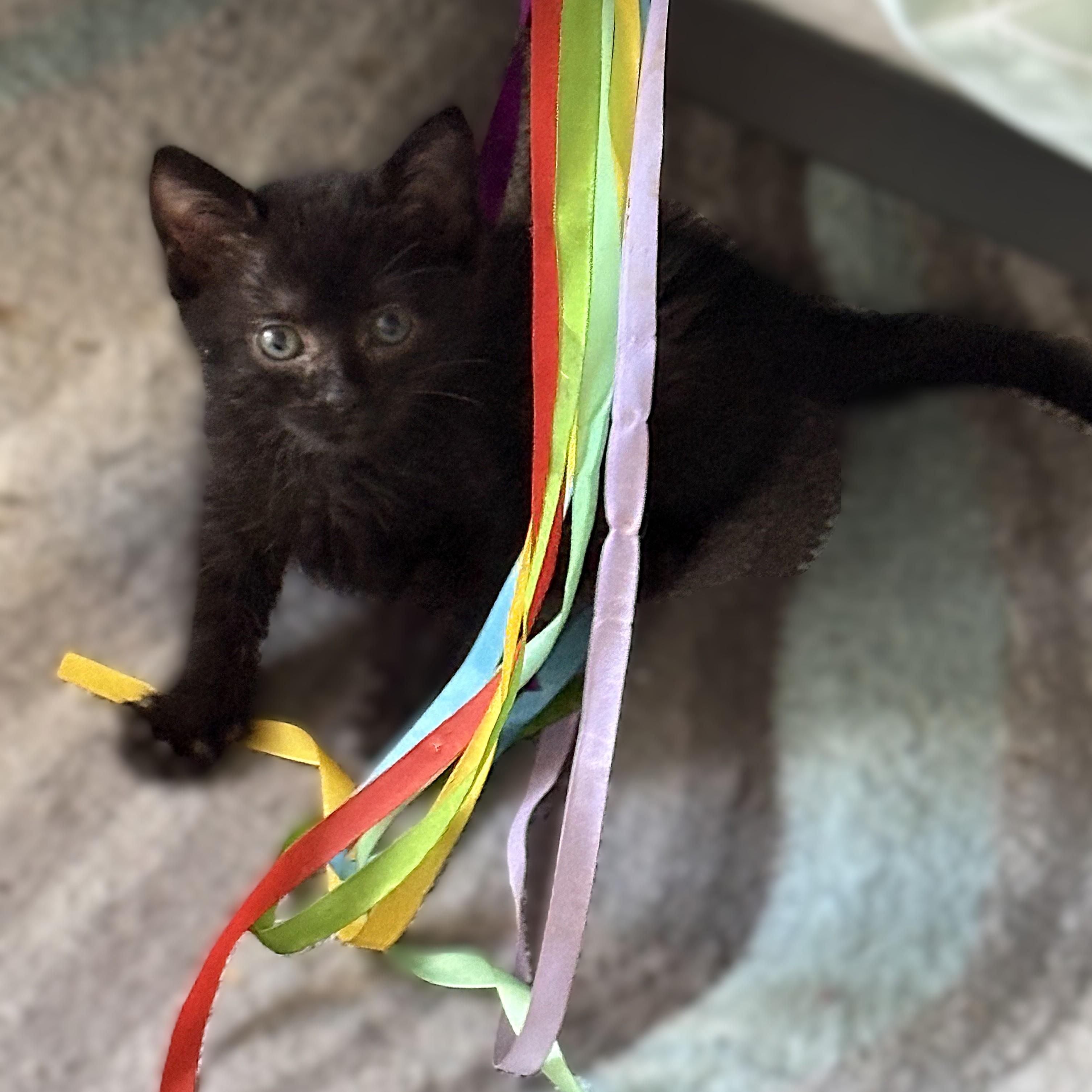 Chevy (Pre-Adoption Only), a Adoptable Domestic Short Hair in Allen, TX image 5/5