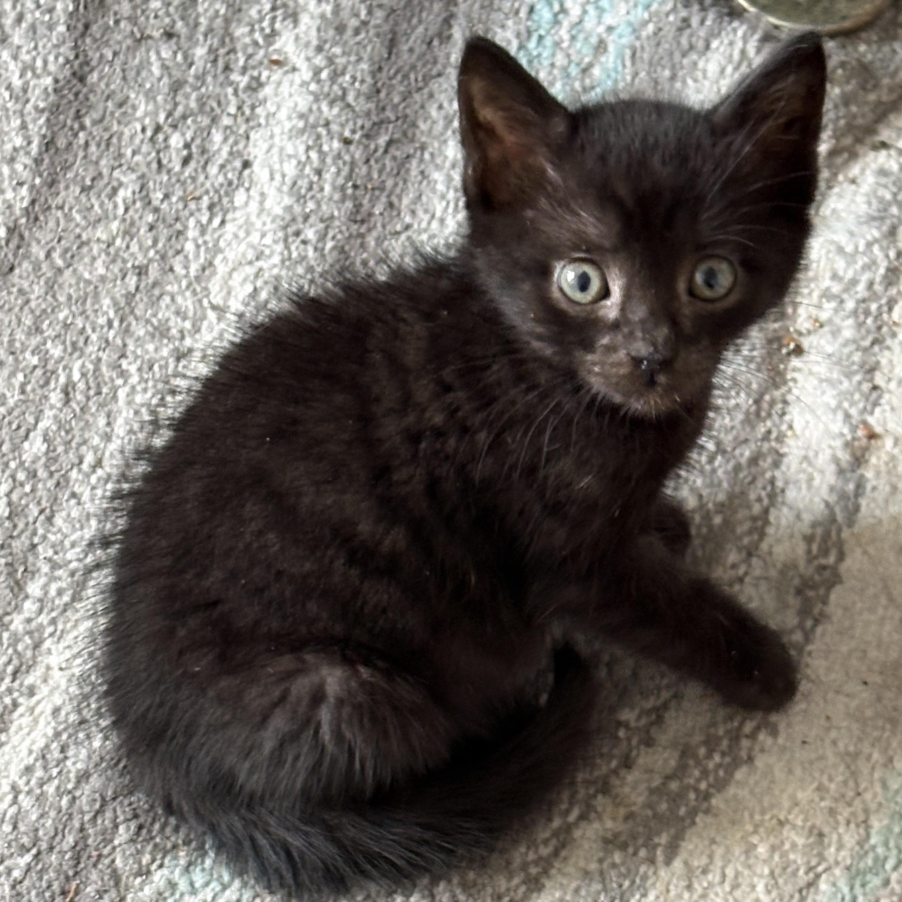 Chevy (Pre-Adoption Only), a Adoptable Domestic Short Hair in Allen, TX image 3/5