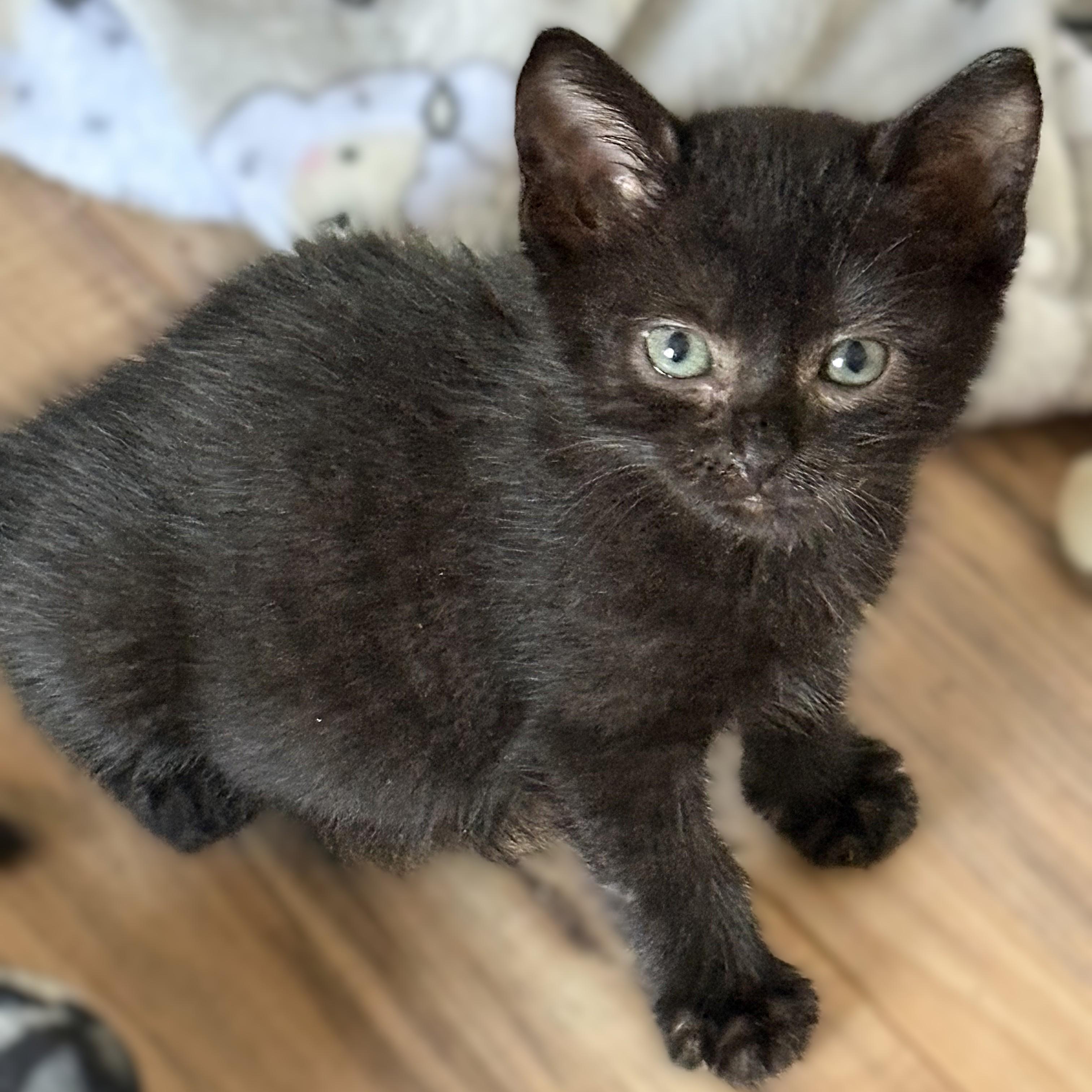 Chevy (Pre-Adoption Only), a Adoptable Domestic Short Hair in Allen, TX image 1/5