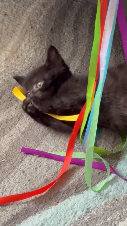 Enlarge Chevy (Pre-Adoption Only), a Adoptable Domestic Short Hair in Allen, TX video 2/5