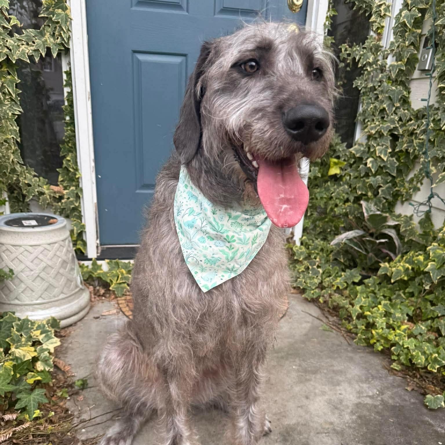 Enlarge Nebula, an adopted mixed breed in Durham, NC image 2/5