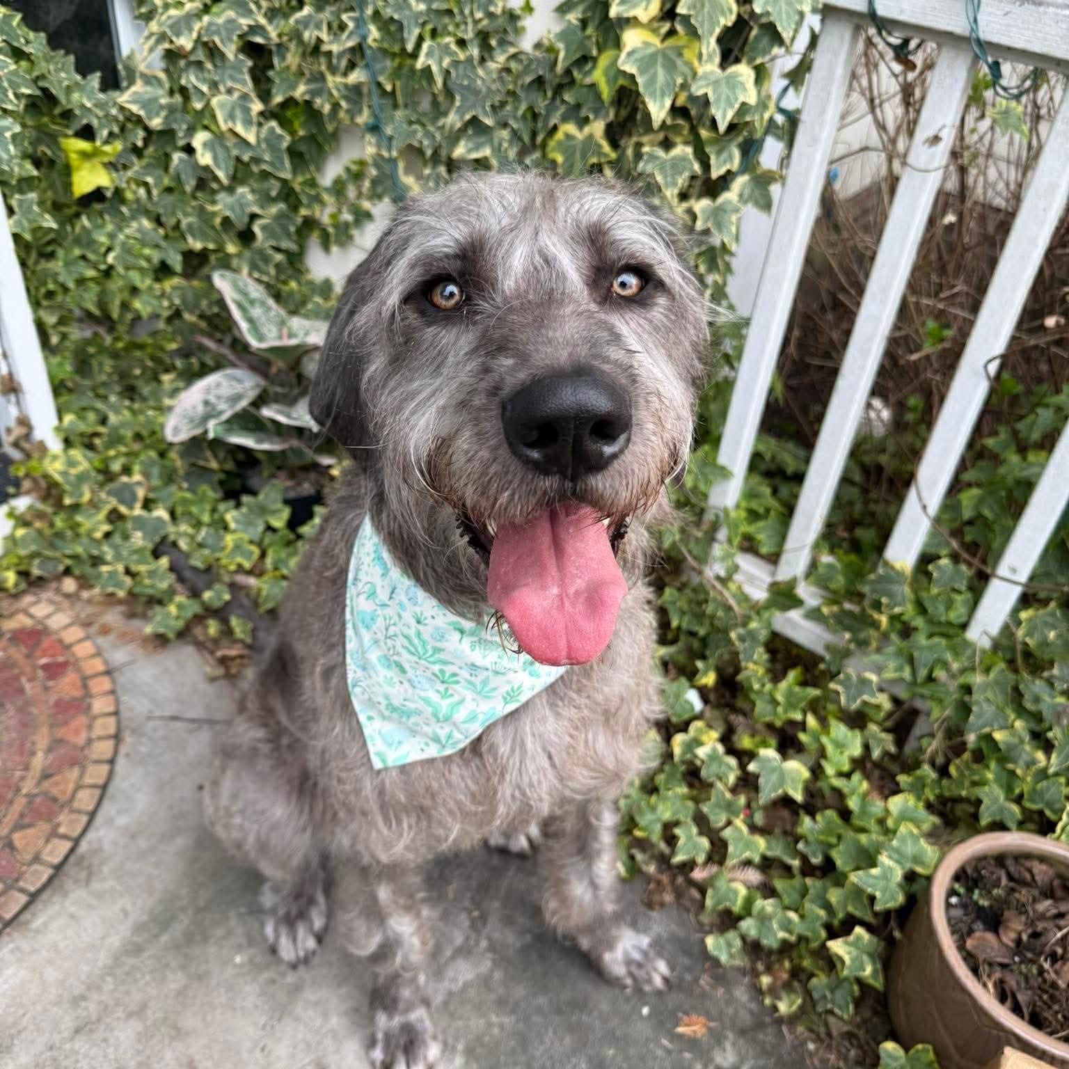 Enlarge Nebula, an adopted mixed breed in Durham, NC image 5/5