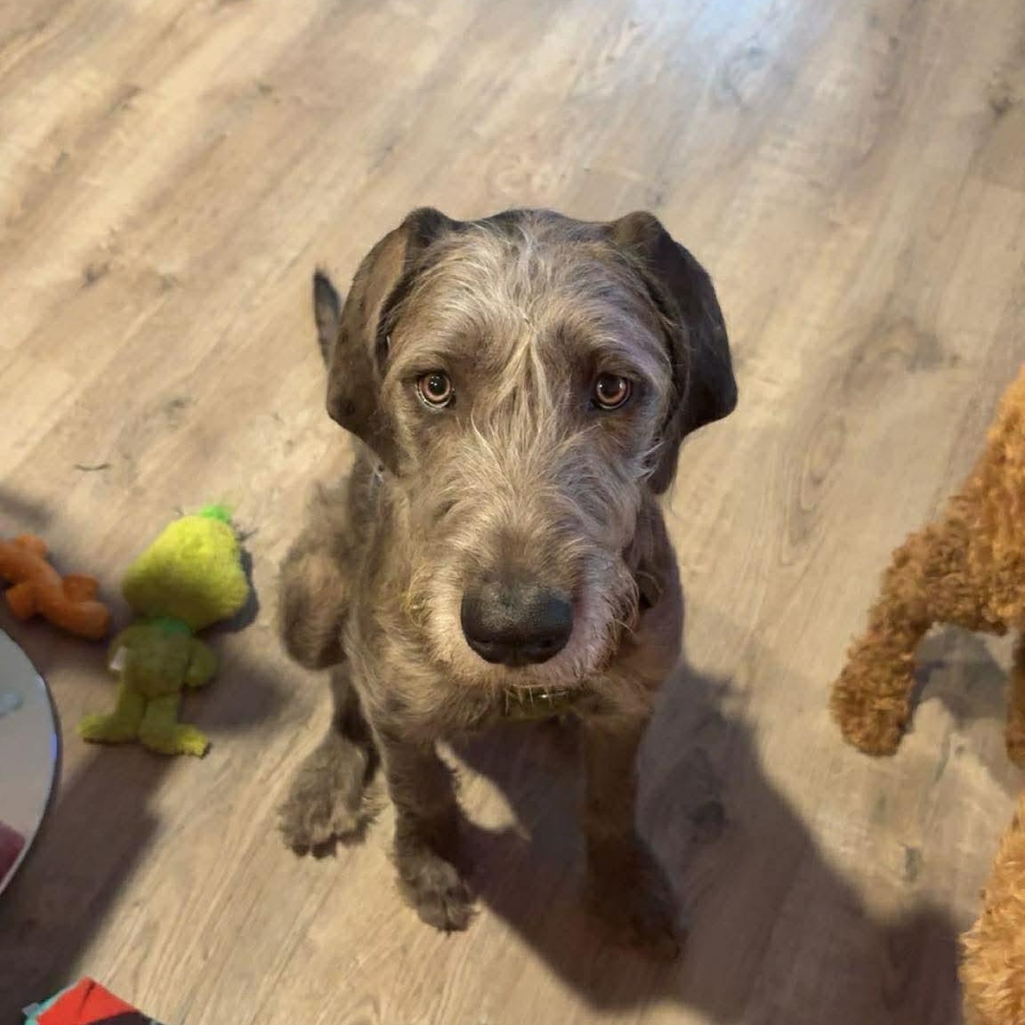 Enlarge Nebula, an adopted mixed breed in Durham, NC image 4/5