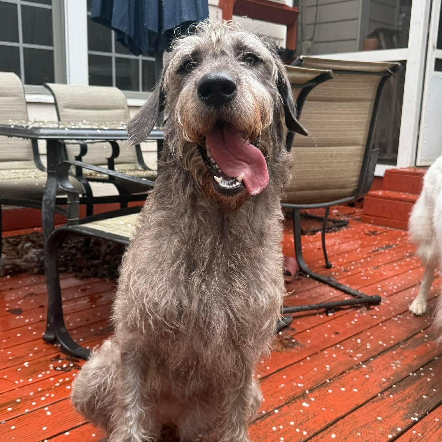Enlarge Nebula, an adopted mixed breed in Durham, NC image 3/5