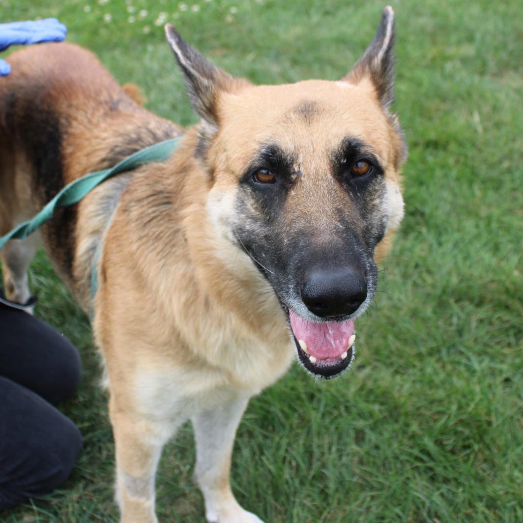 Enlarge Diamond, a Adoptable German Shepherd Dog in Champaign, IL image 1/5