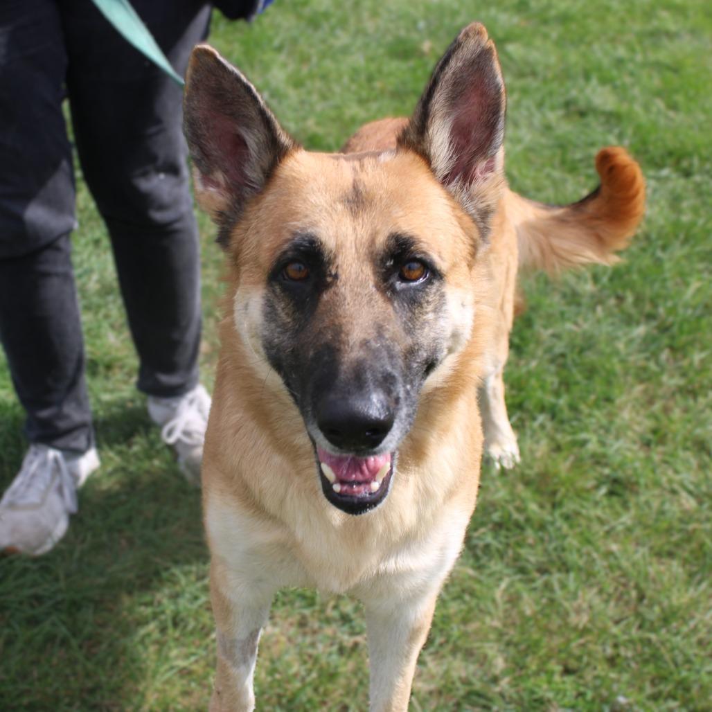 Enlarge Diamond, a Adoptable German Shepherd Dog in Champaign, IL image 2/5