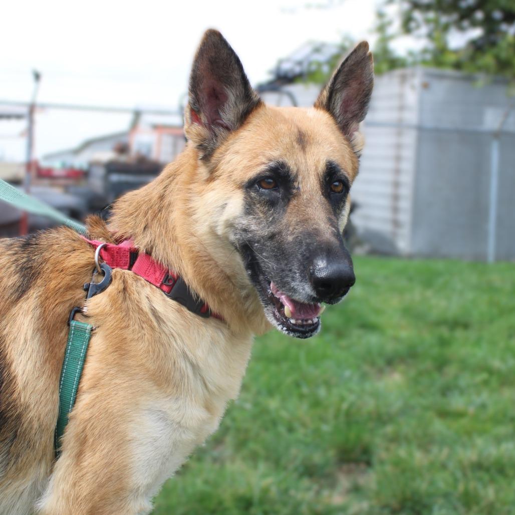 Enlarge Diamond, a Adoptable German Shepherd Dog in Champaign, IL image 3/5