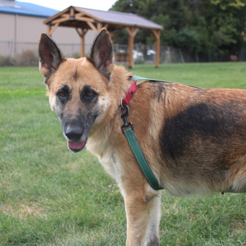 Enlarge Diamond, a Adoptable German Shepherd Dog in Champaign, IL image 4/5
