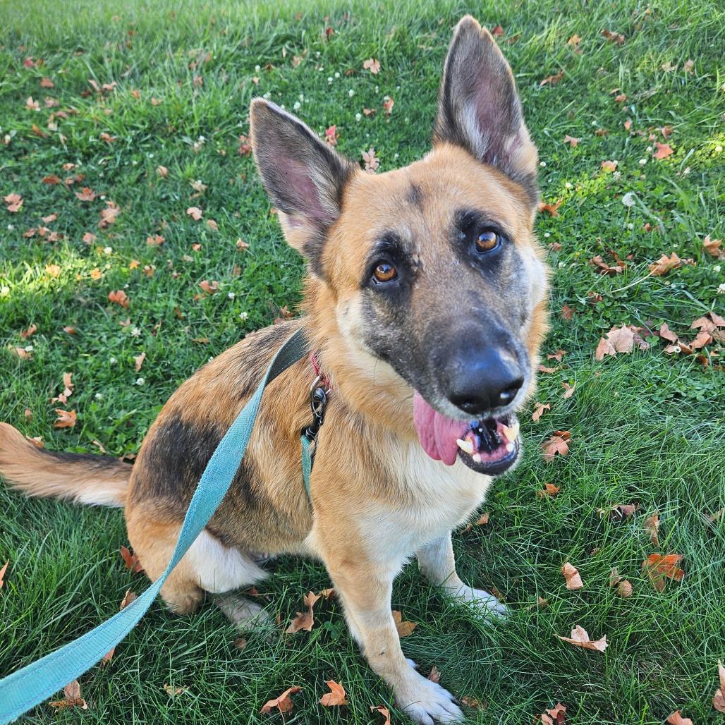 Enlarge Diamond, a Adoptable German Shepherd Dog in Champaign, IL image 5/5