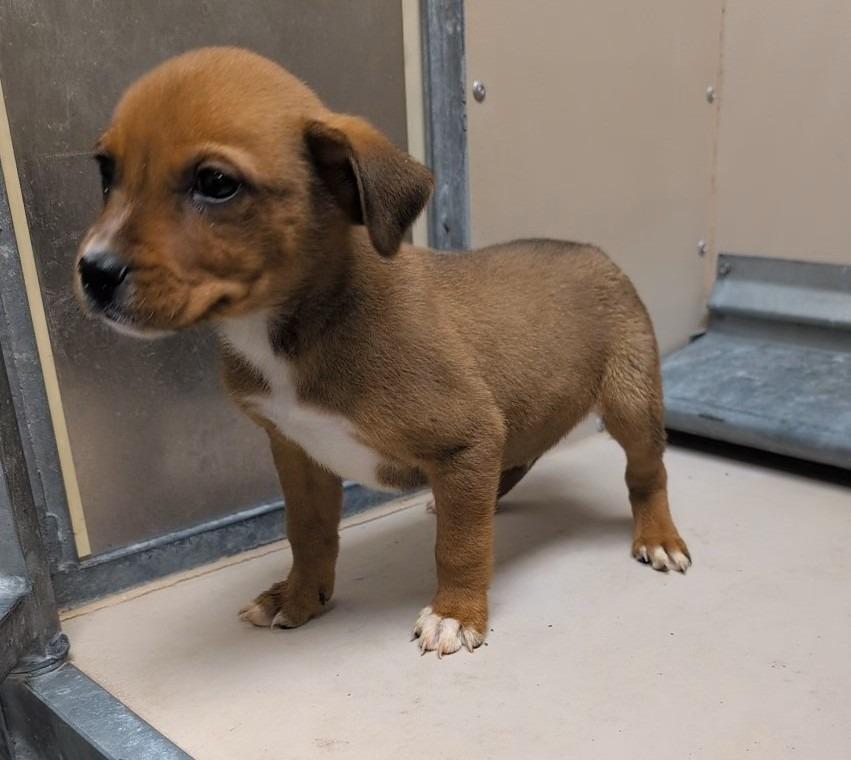 Dopy, Adoptable, Puppy Male Mixed Breed.