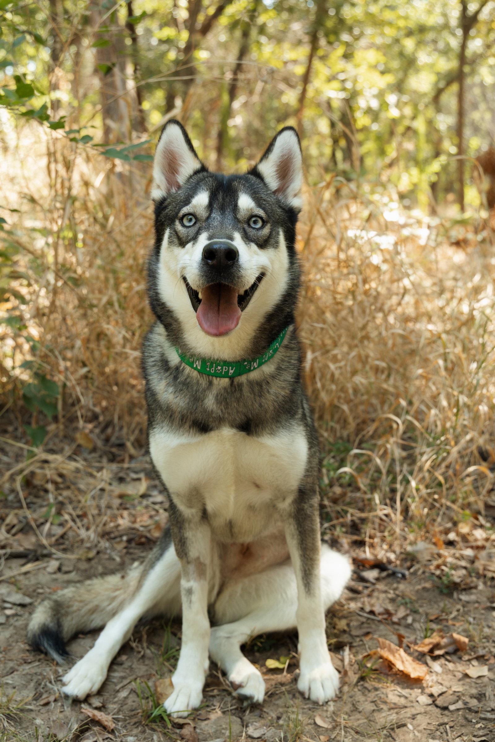 Talia, a Adoptable Siberian Husky in Carrollton, TX image 1/3