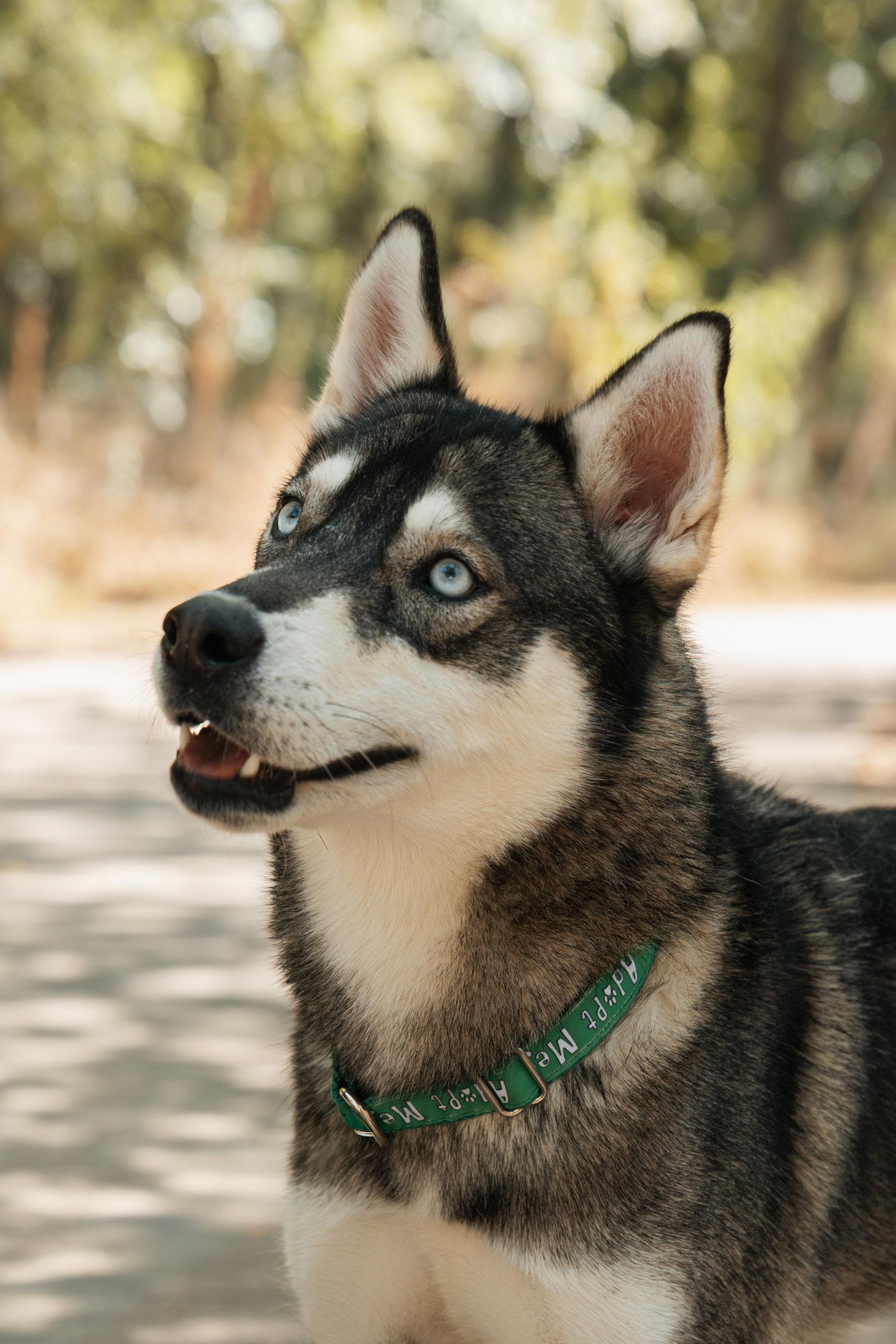 Talia, a Adoptable Siberian Husky in Carrollton, TX image 2/3