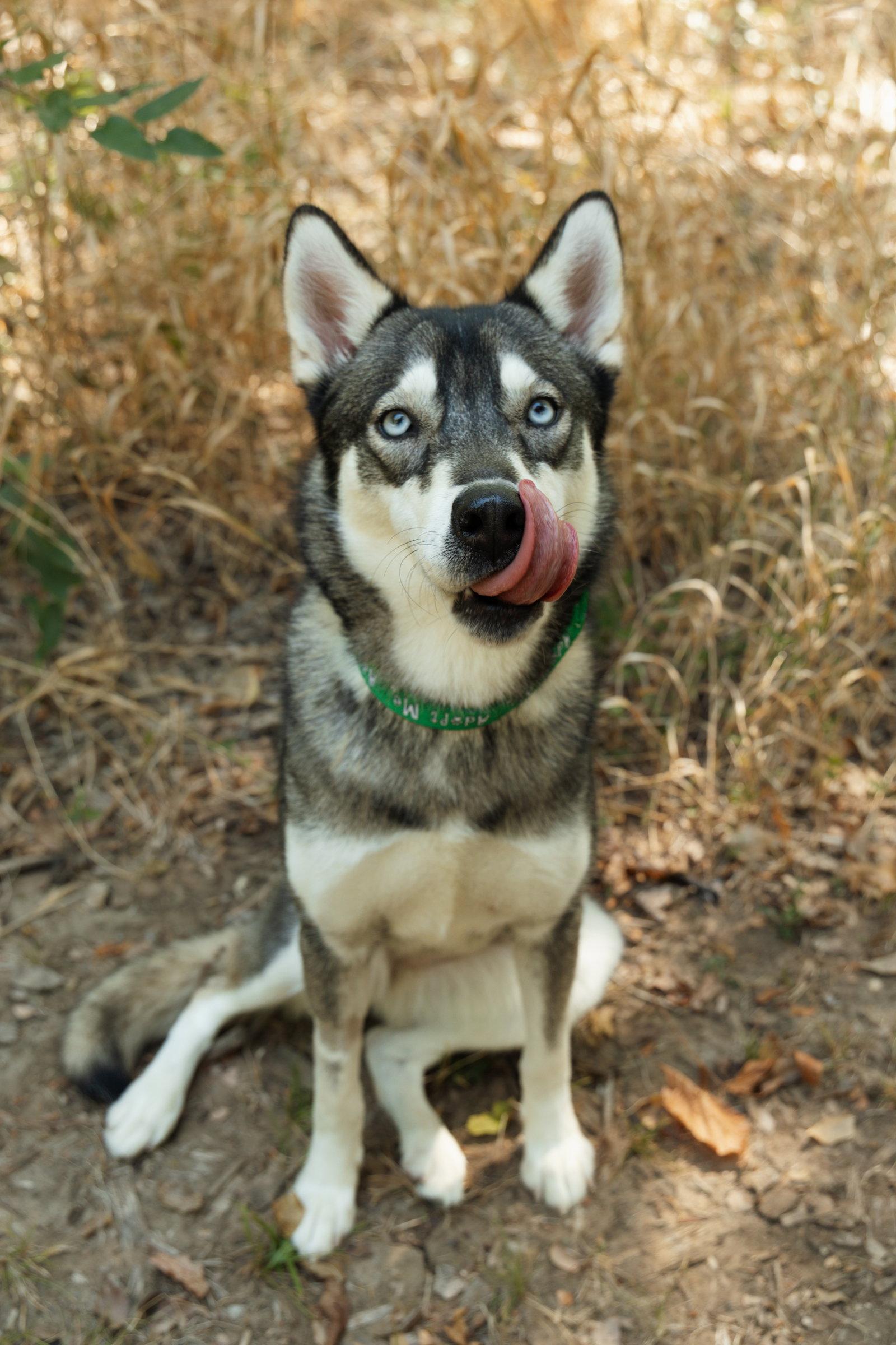 Talia, a Adoptable Siberian Husky in Carrollton, TX image 3/3