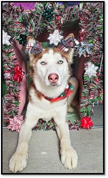SPROUT, Adoptable, Young Female Siberian Husky.