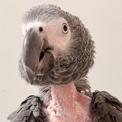 Enlarge Alexander Graham Bell, a ADOPTABLE African Grey in Fairfax, VA image 1/1