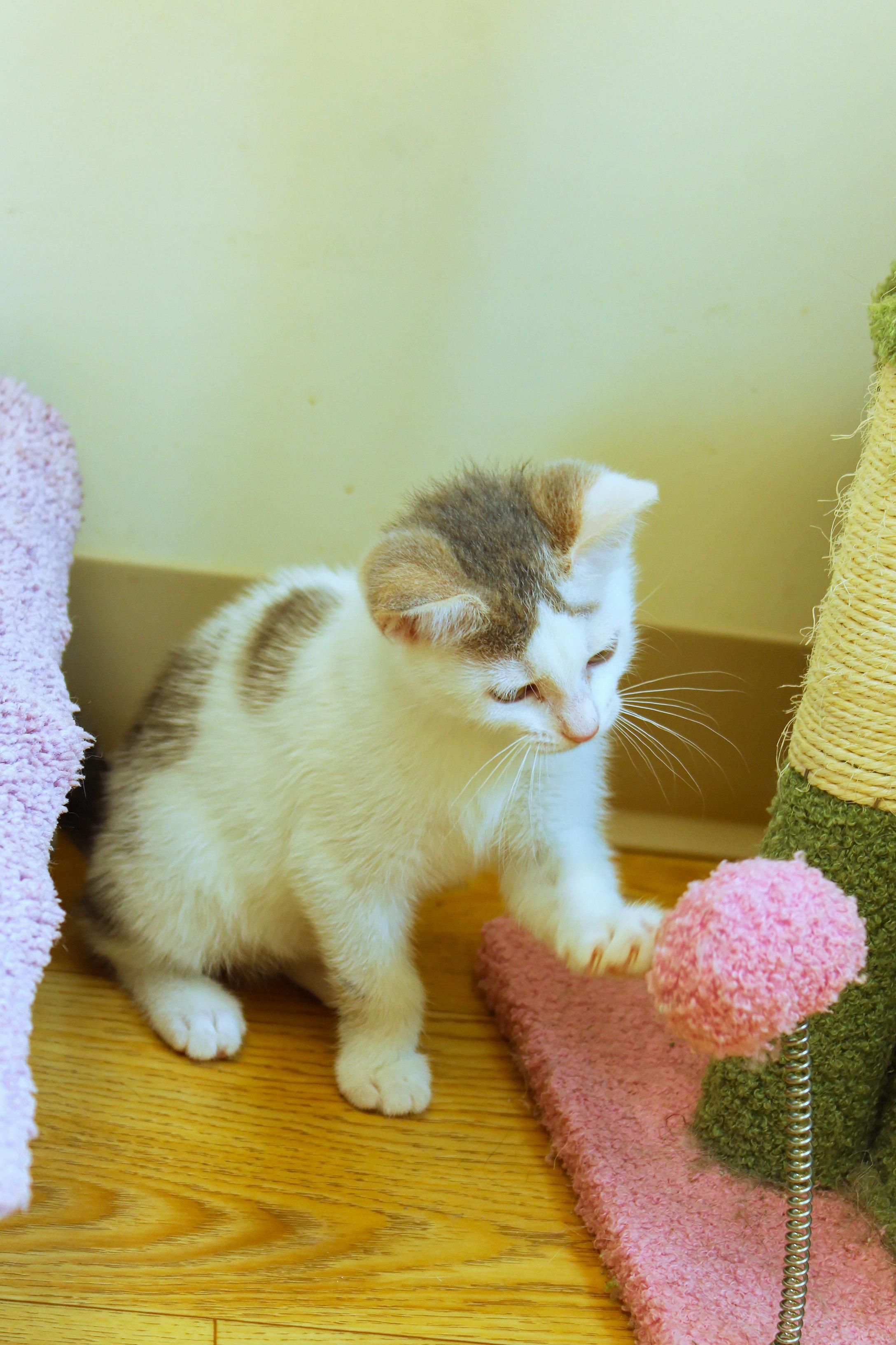 Enlarge Antonio, an adopted Domestic Short Hair in Urbana, OH image 6/6