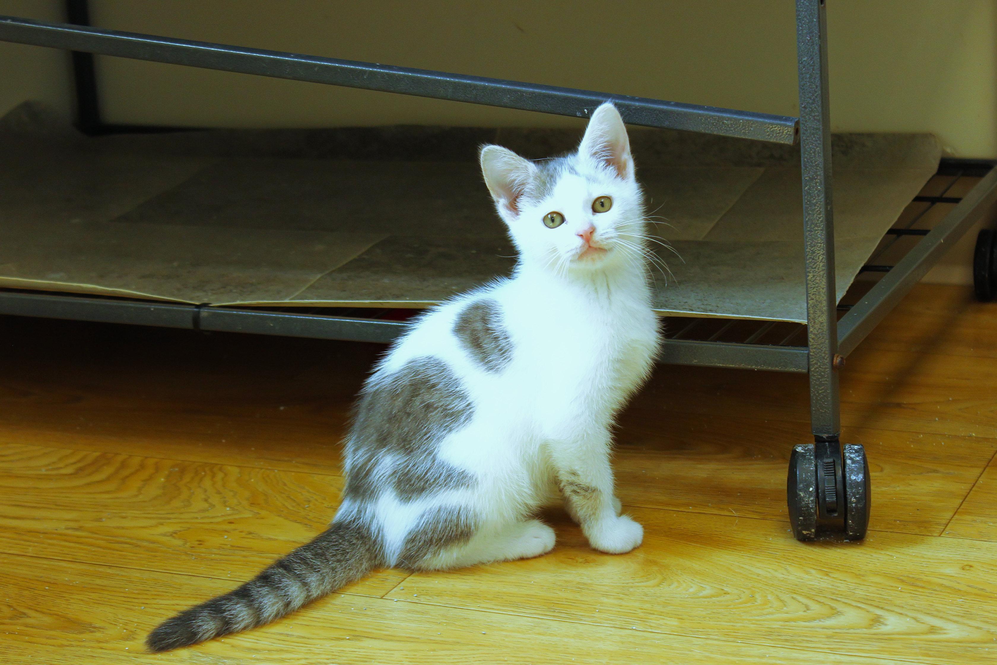 Enlarge Antonio, an adopted Domestic Short Hair in Urbana, OH image 2/6