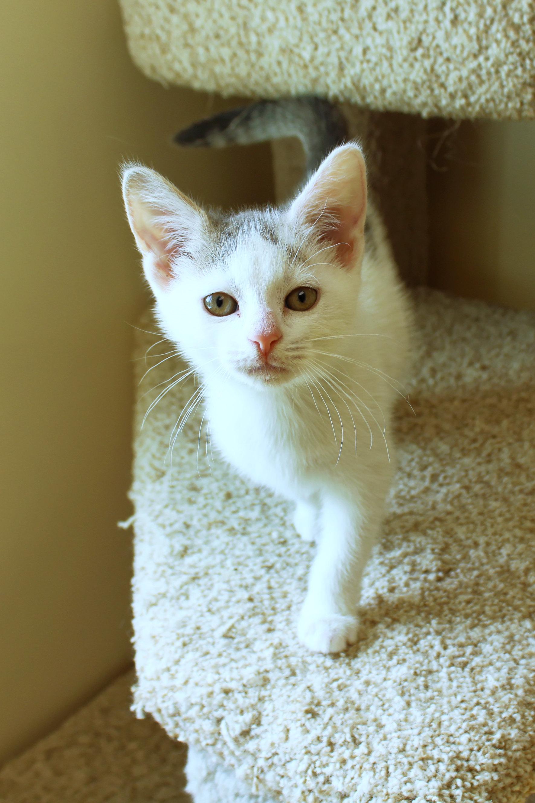 Enlarge Antonio, an adopted Domestic Short Hair in Urbana, OH image 3/6