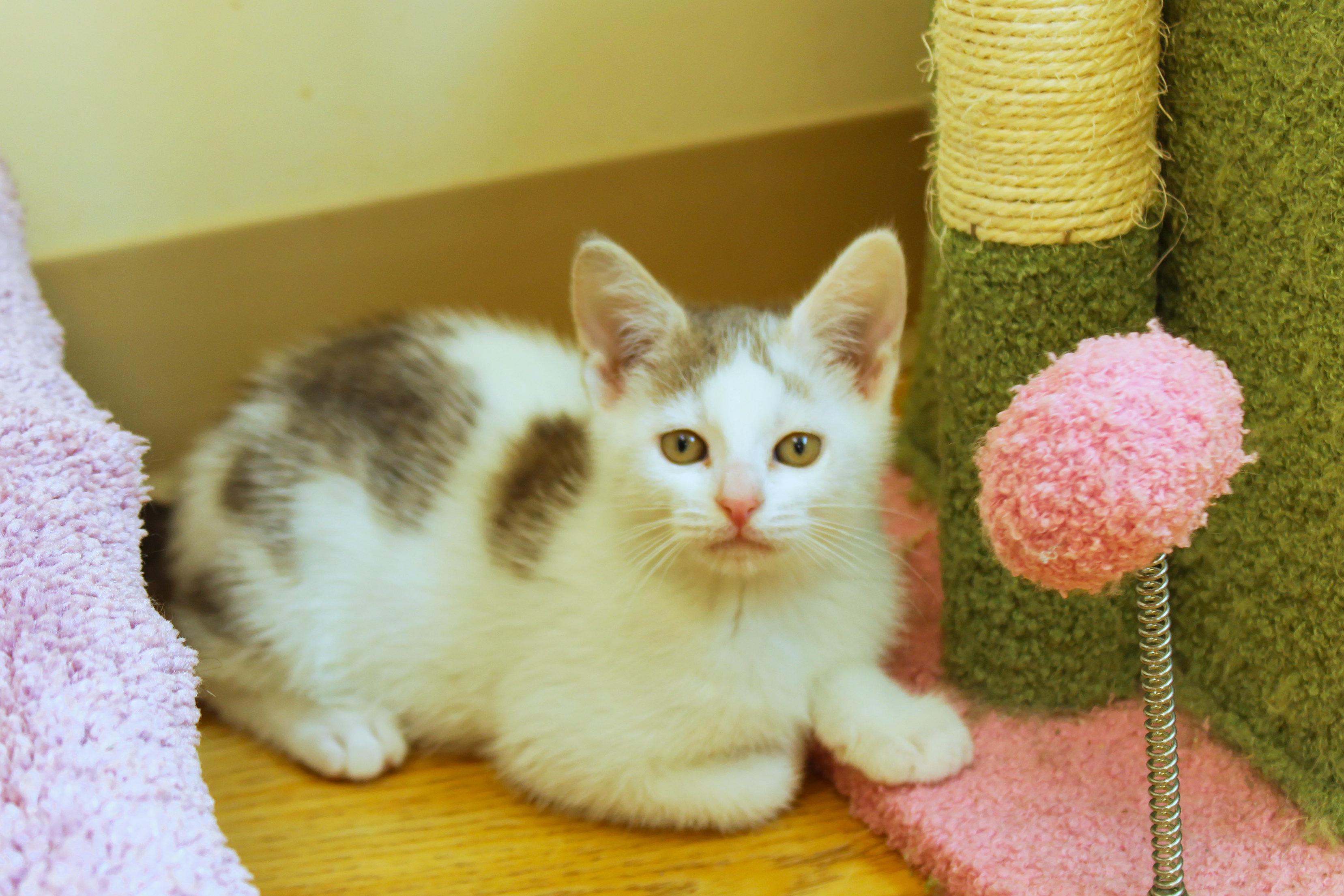 Enlarge Antonio, an adopted Domestic Short Hair in Urbana, OH image 1/6