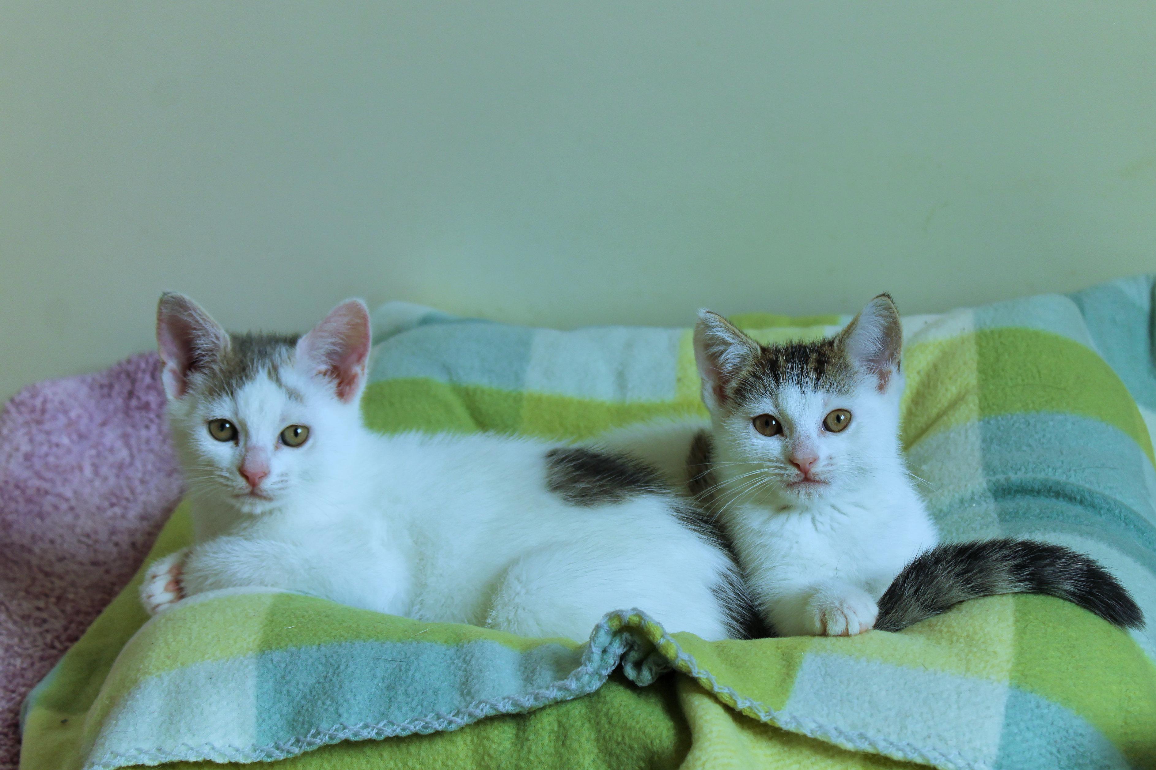 Enlarge Antonio, an adopted Domestic Short Hair in Urbana, OH image 5/6