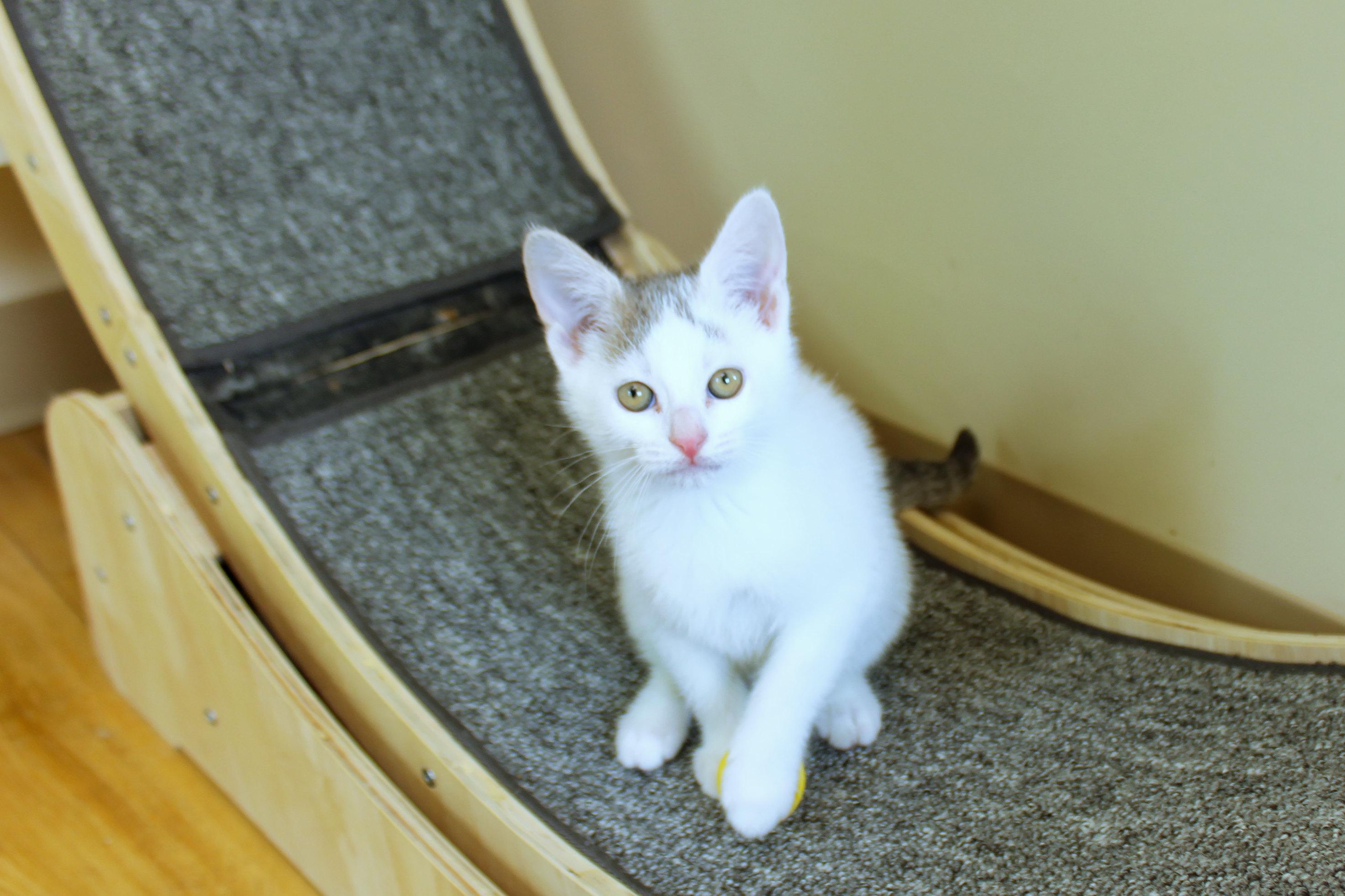 Enlarge Antonio, an adopted Domestic Short Hair in Urbana, OH image 4/6