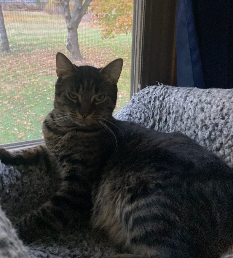 The Maxes (brothers), Adoptable, Adult Male Domestic Short Hair & Tabby.