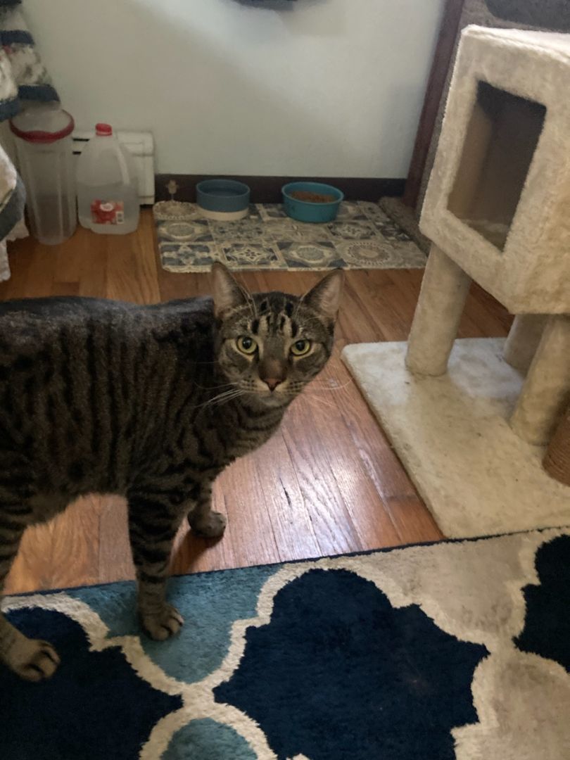 Enlarge The Maxes (brothers), a Adoptable mixed breed in Stewartsville,, NJ image 2/6