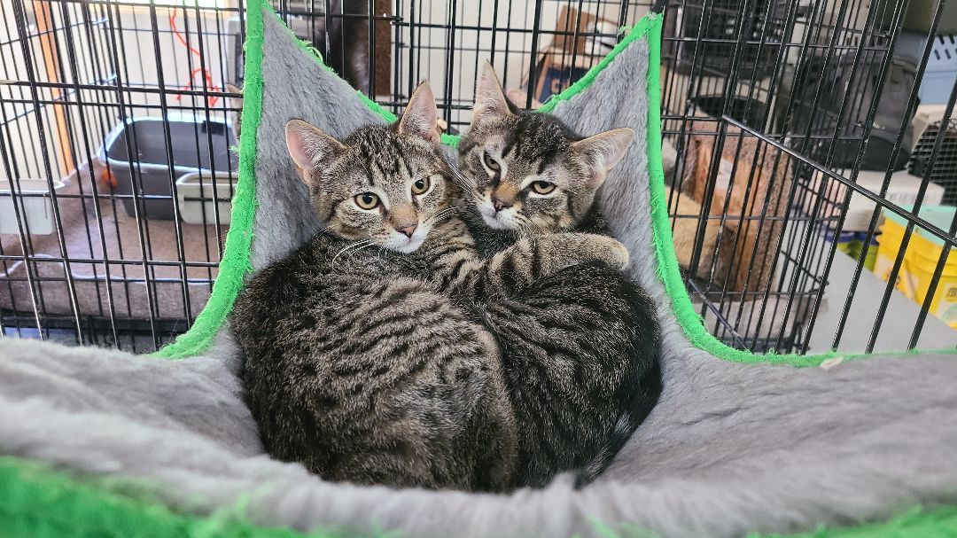 Enlarge The Maxes (brothers), a Adoptable mixed breed in Stewartsville,, NJ image 3/6