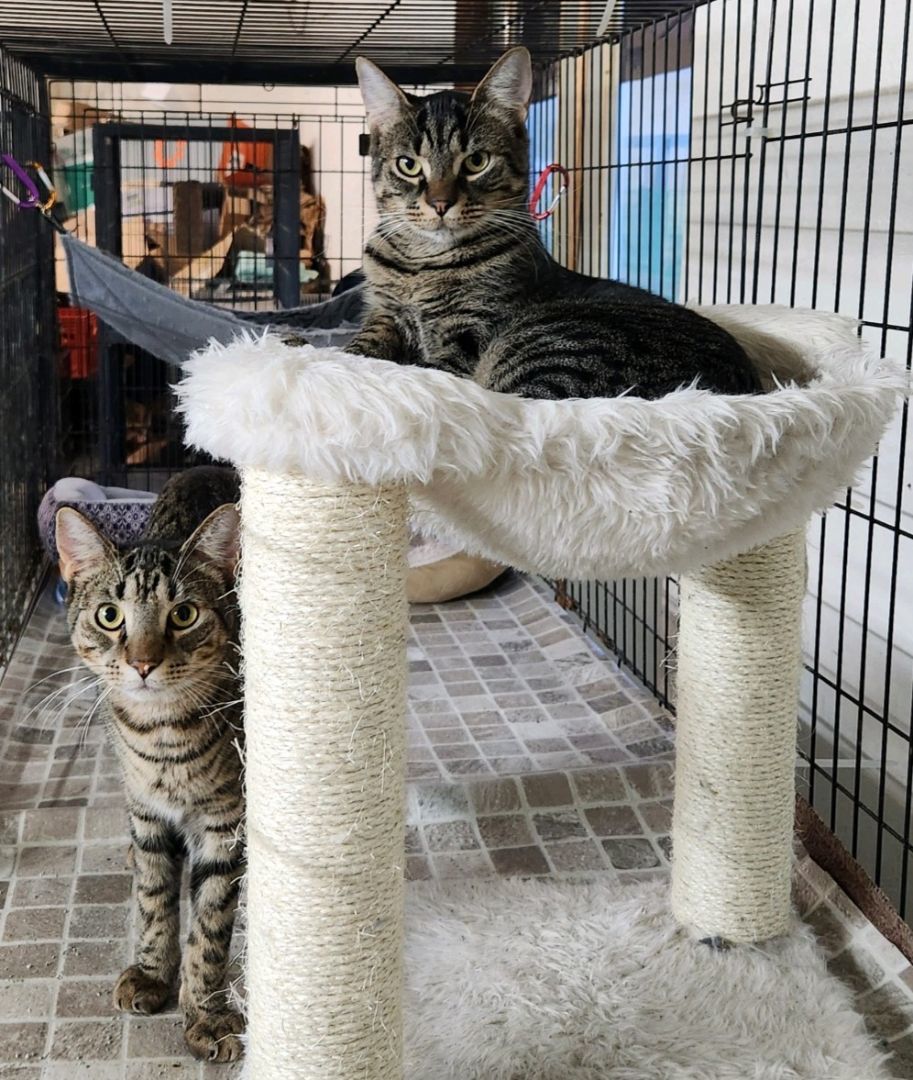 The Maxes thumbnail 5