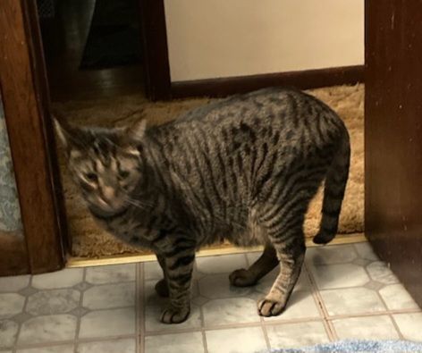 Enlarge The Maxes (brothers), a Adoptable mixed breed in Stewartsville,, NJ image 6/6