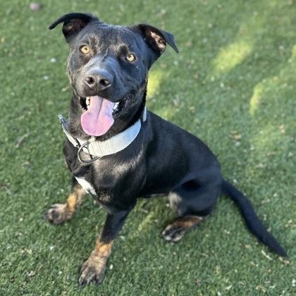 Cisco, a ADOPTABLE mixed breed in Red Bluff, CA image 4/5