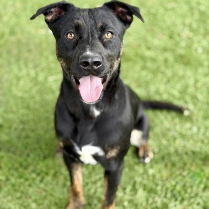 Cisco, a ADOPTABLE mixed breed in Red Bluff, CA image 3/5