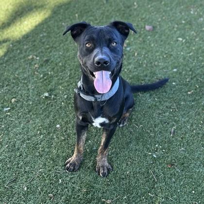 Cisco, a ADOPTABLE mixed breed in Red Bluff, CA image 5/5