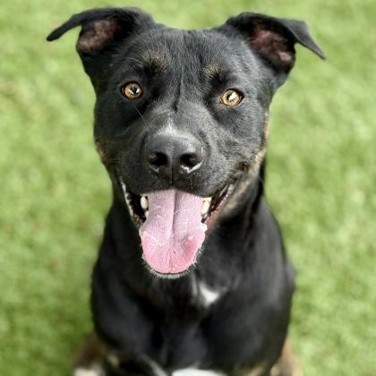 Cisco, a ADOPTABLE mixed breed in Red Bluff, CA image 1/5