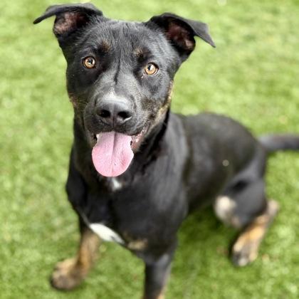 Cisco, a ADOPTABLE mixed breed in Red Bluff, CA image 2/5