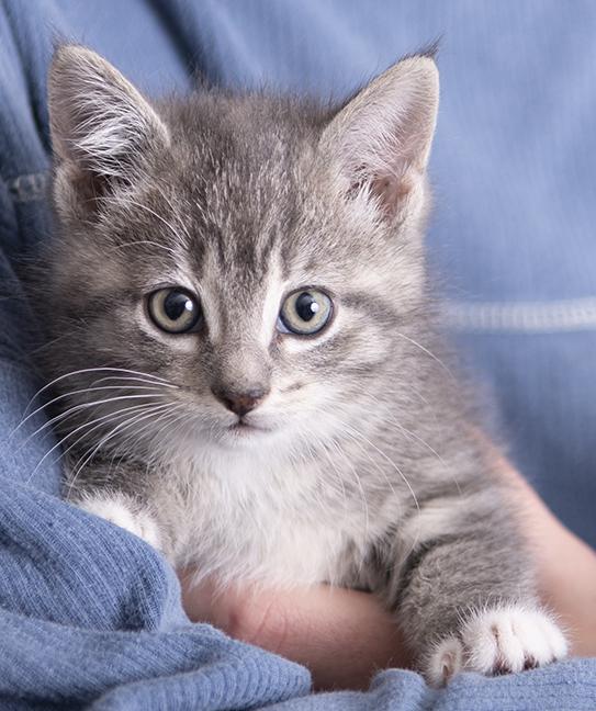 Shires and Mercy, a ADOPTABLE Tuxedo in Chicago, IL image 1/2