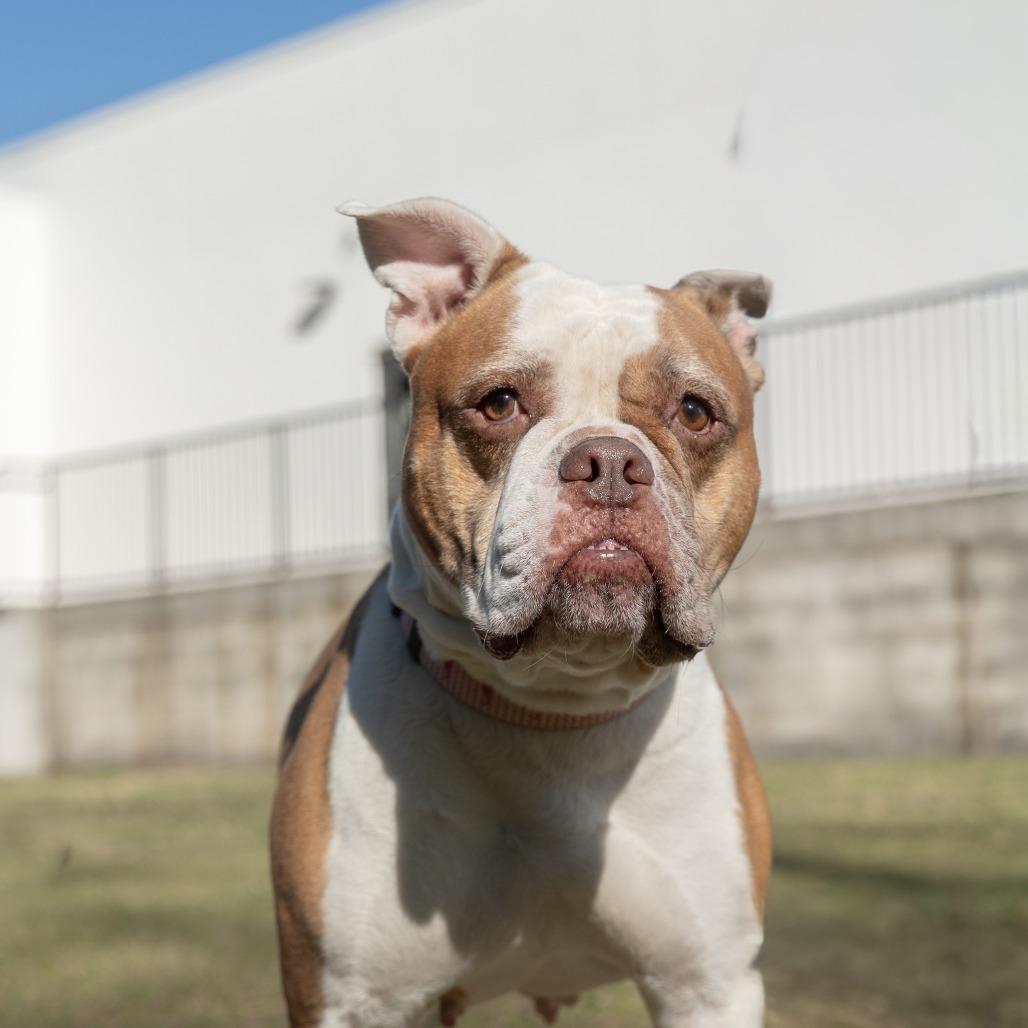 Carmen, Adoptable, Adult Female Mixed Breed.