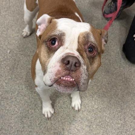 Carmen, a Adoptable Mixed Breed in Jacksonville, FL image 1/2