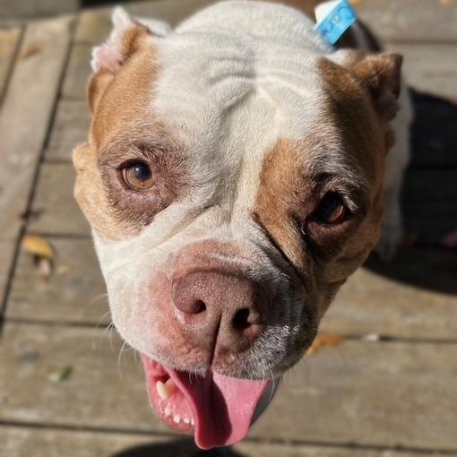 Carmen, a Adoptable Mixed Breed in Jacksonville, FL image 2/2