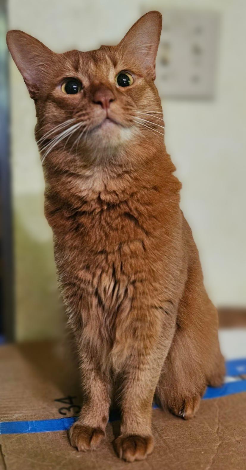 Enlarge Glados, a Adopted Somali in Kimberton, PA image 2/2