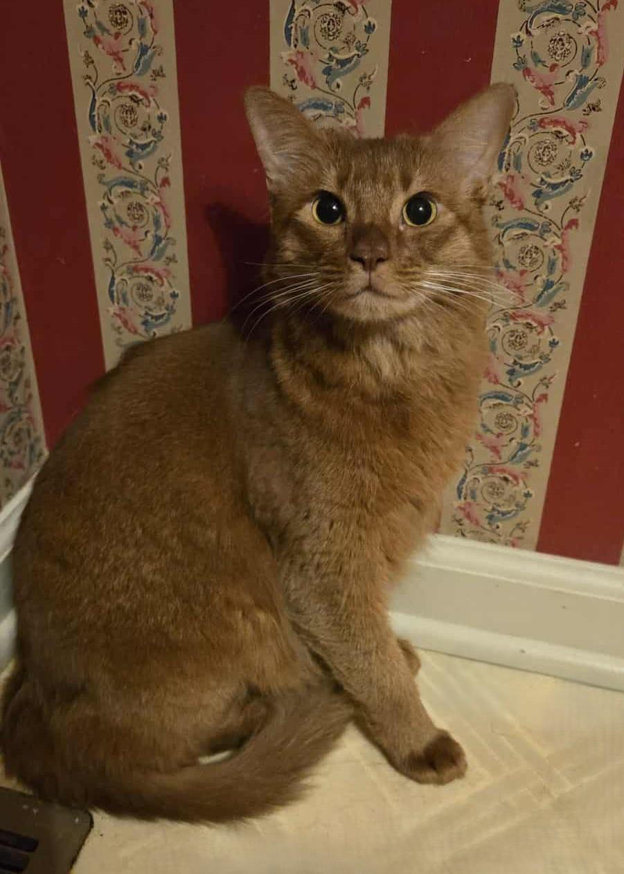 Enlarge Glados, a Adopted Somali in Kimberton, PA image 1/2