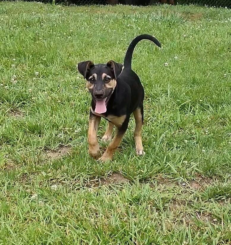 Ava, an adopted mixed breed in Clay City, KY image 1/6