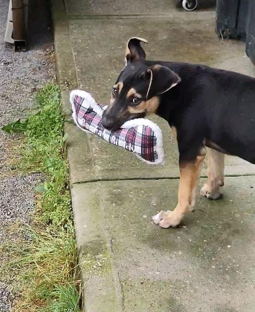 Ava, an adopted mixed breed in Clay City, KY image 5/6