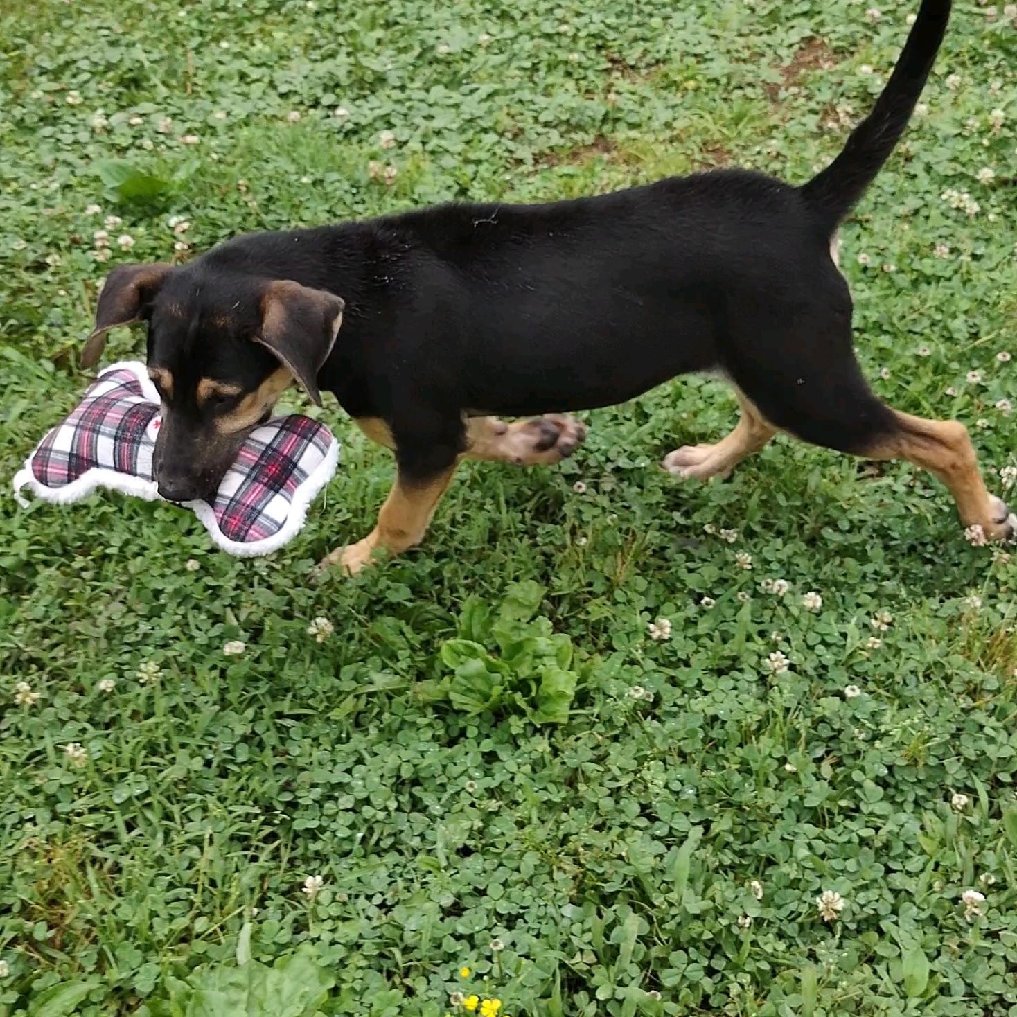 Ava, an adopted mixed breed in Clay City, KY image 4/6