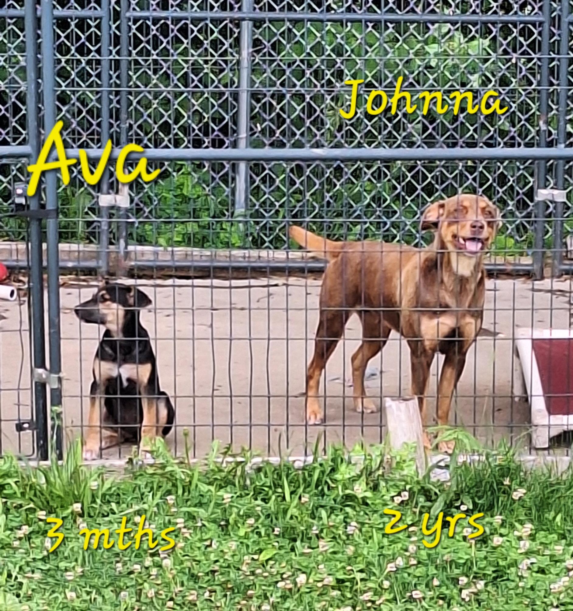 Ava, an adopted mixed breed in Clay City, KY image 2/6