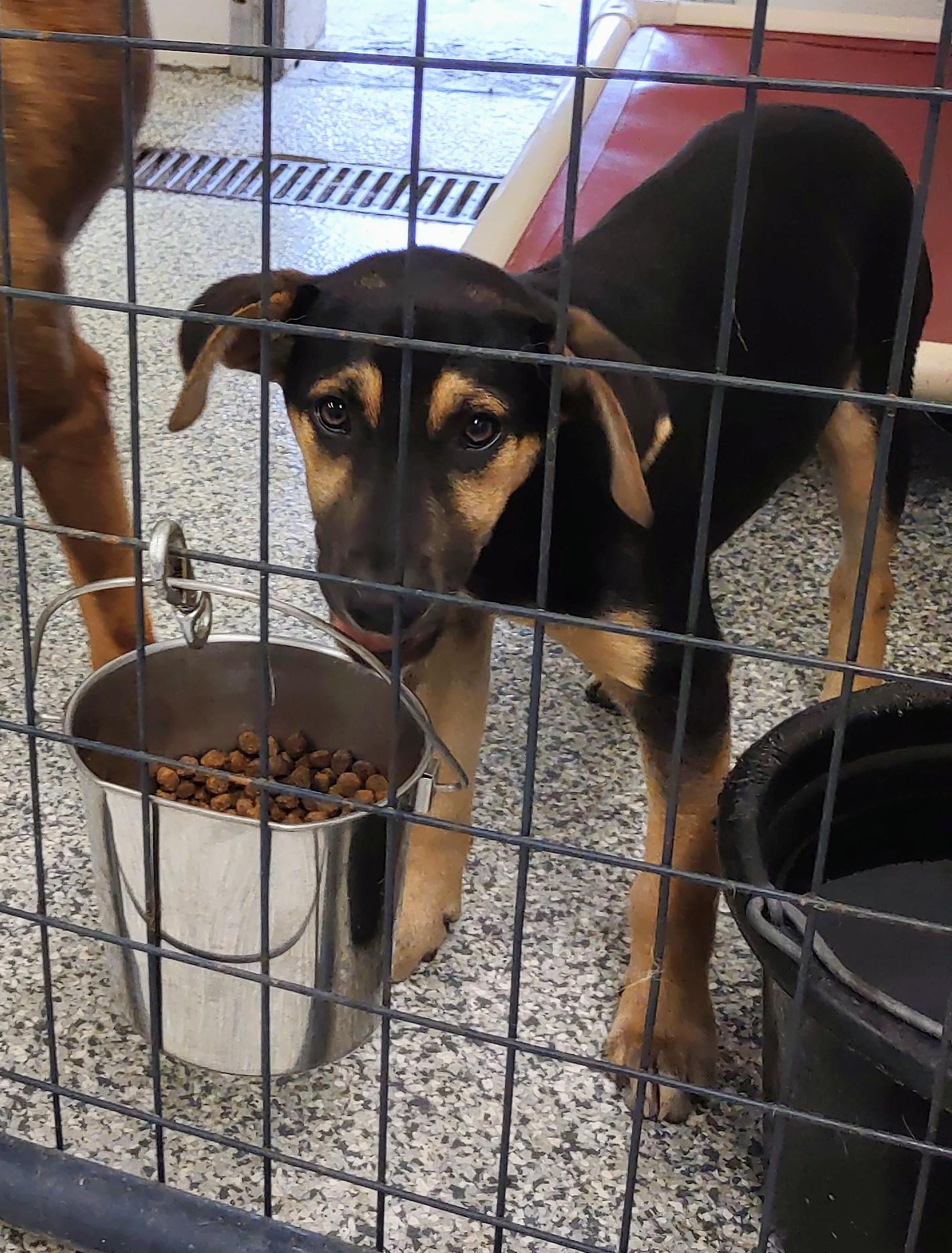 Ava, an adopted mixed breed in Clay City, KY image 3/6
