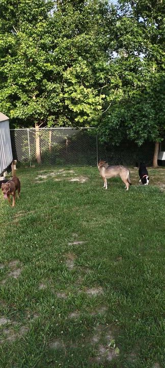 Enlarge Ava, an adopted mixed breed in Clay City, KY video 6/6