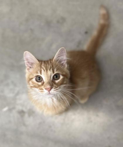 Willie Nelson, Adoptable, Kitten Male Domestic Medium Hair & Domestic Short Hair.