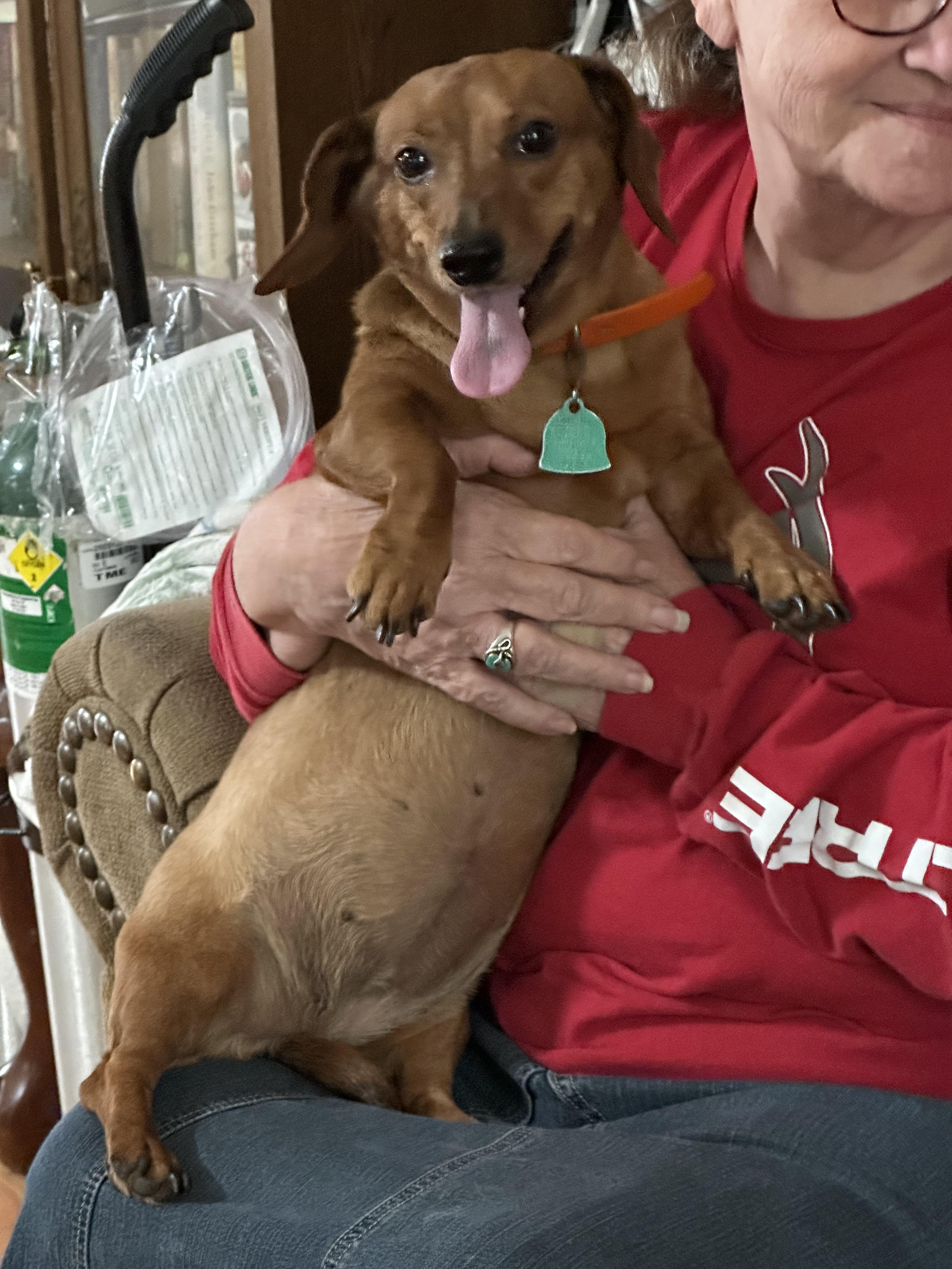 Enlarge Ginger + Noah, a Adoptable Dachshund in Woburn, MA image 2/6
