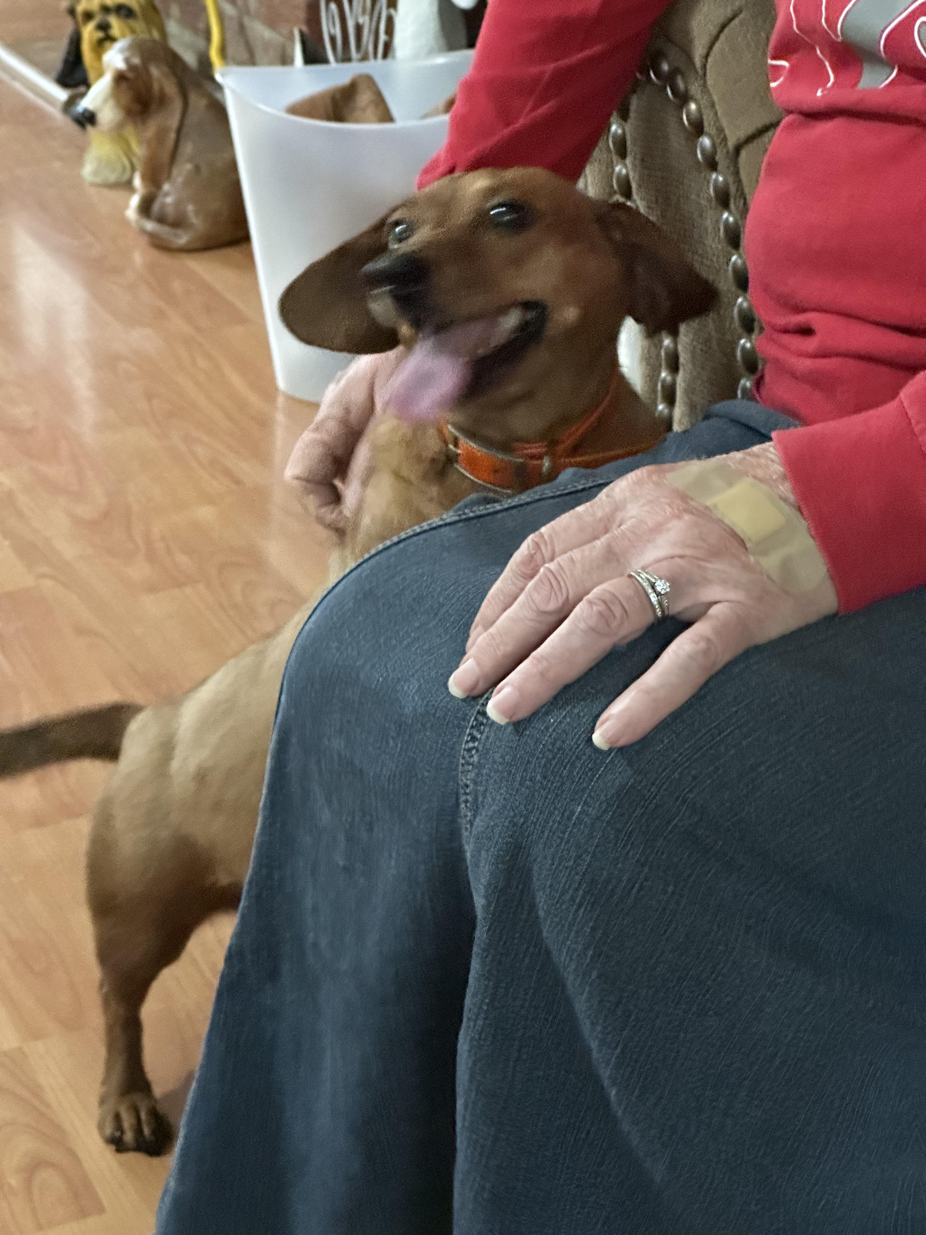 Enlarge Ginger + Noah, a Adoptable Dachshund in Woburn, MA image 5/6